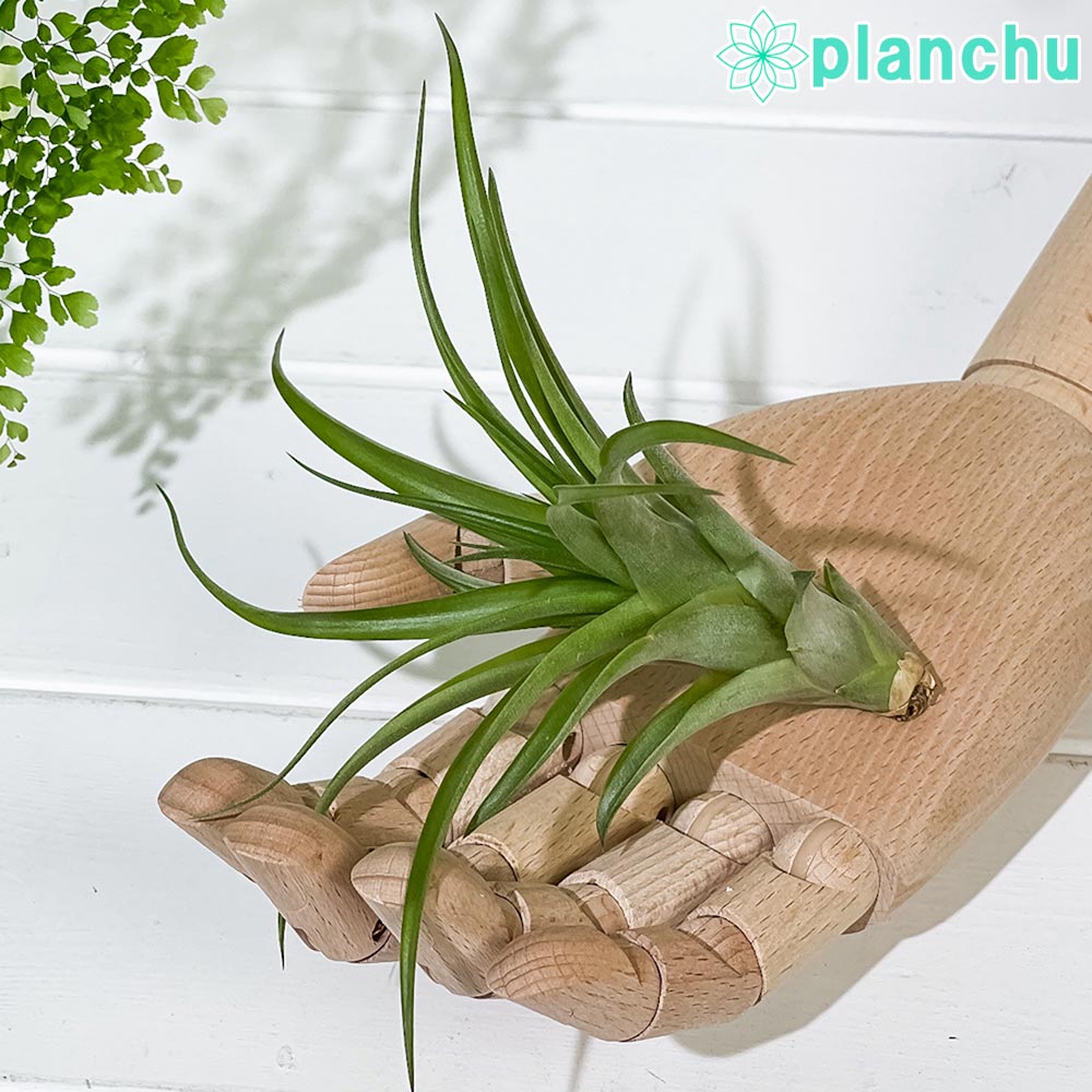 PLANCHU エアプランツ ティランジア カピタータ Mサイズ 1株 W10×H7cm前後 育て方説明書付き Tillandsia capitata エアープランツ チランジア
