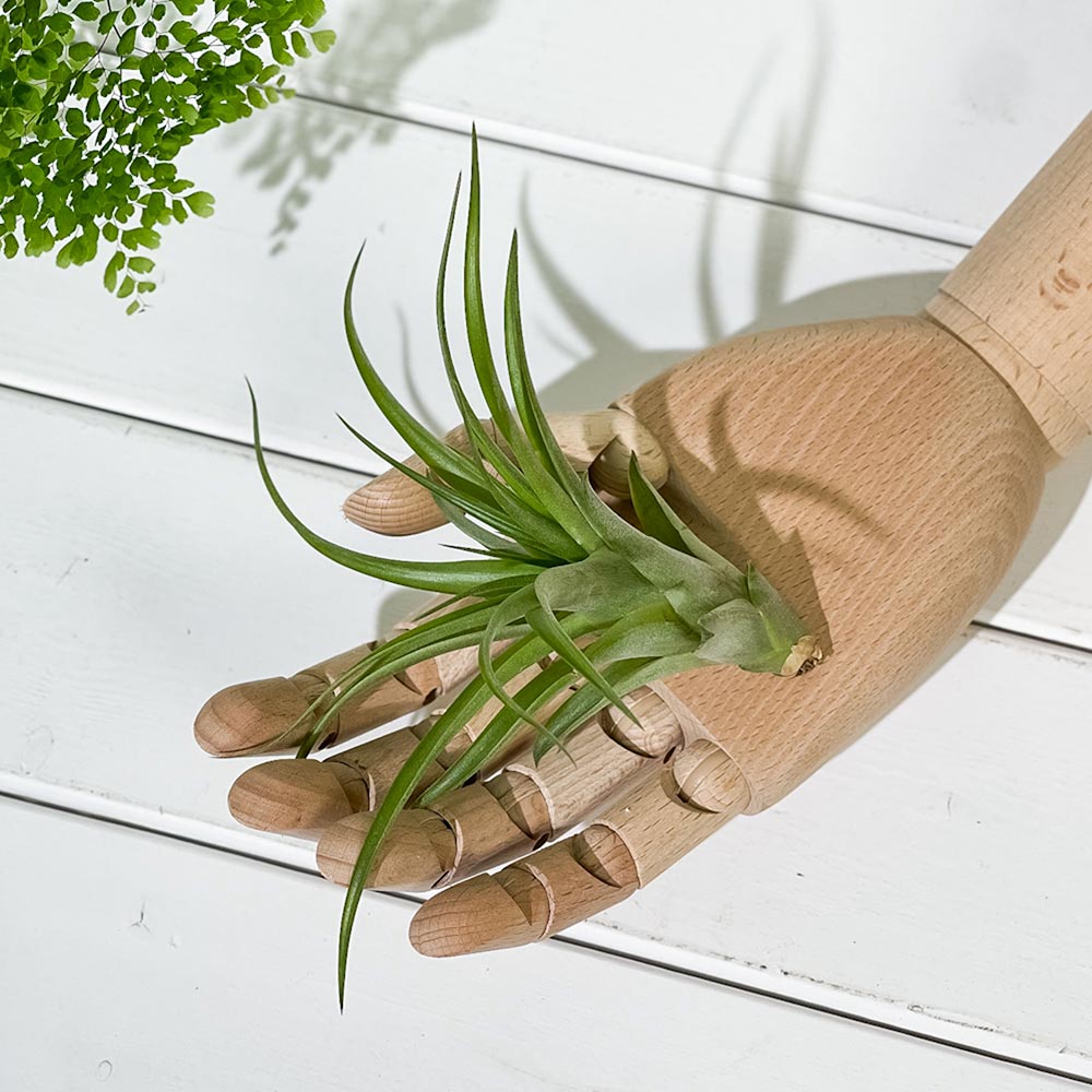 PLANCHU エアプランツ ティランジア カピタータ Mサイズ 1株 W10×H7cm前後 育て方説明書付き Tillandsia capitata エアープランツ チランジア