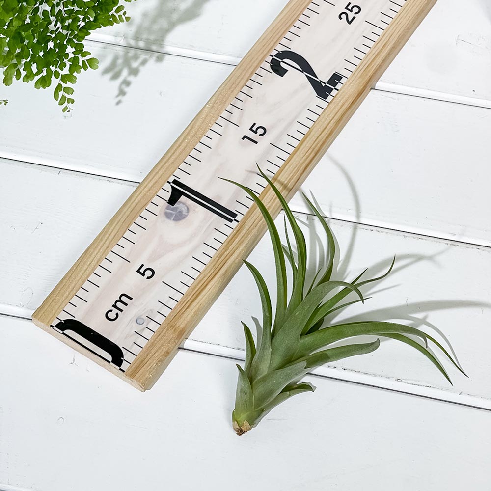 PLANCHU エアプランツ ティランジア カピタータ Mサイズ 1株 W10×H7cm前後 育て方説明書付き Tillandsia capitata エアープランツ チランジア