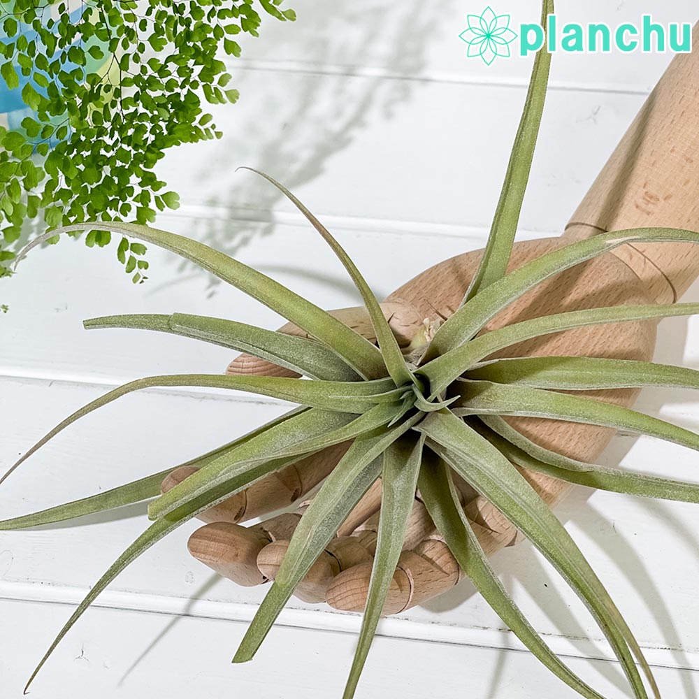 PLANCHU エアプランツ ティランジア カピタータ ピーチ Lサイズ 1株 W20×H20cm前後 育て方説明書付き Tillandsia capitata ‘Peach’ エアープランツ チランジア
