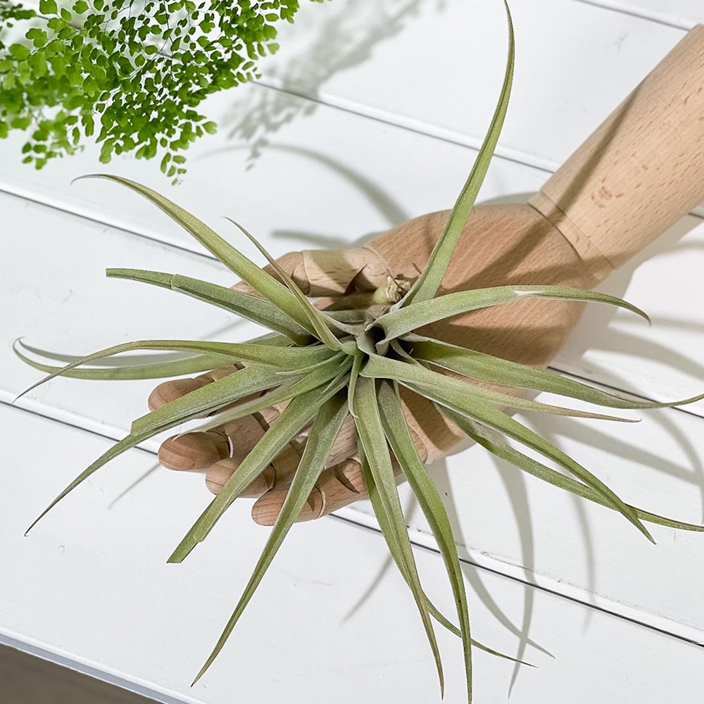 PLANCHU エアプランツ ティランジア カピタータ ピーチ Lサイズ 1株 W20×H20cm前後 育て方説明書付き Tillandsia capitata ‘Peach’ エアープランツ チランジア