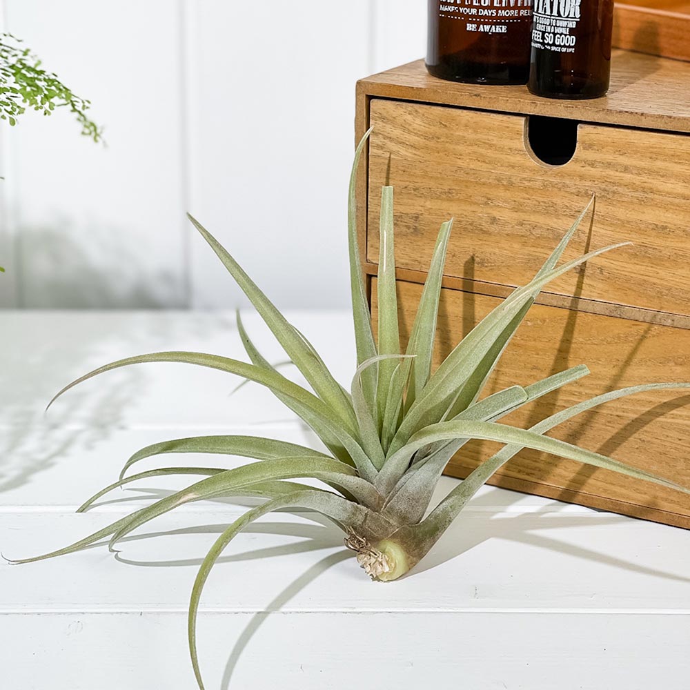 PLANCHU エアプランツ ティランジア カピタータ ピーチ Lサイズ 1株 W20×H20cm前後 育て方説明書付き Tillandsia capitata ‘Peach’ エアープランツ チランジア
