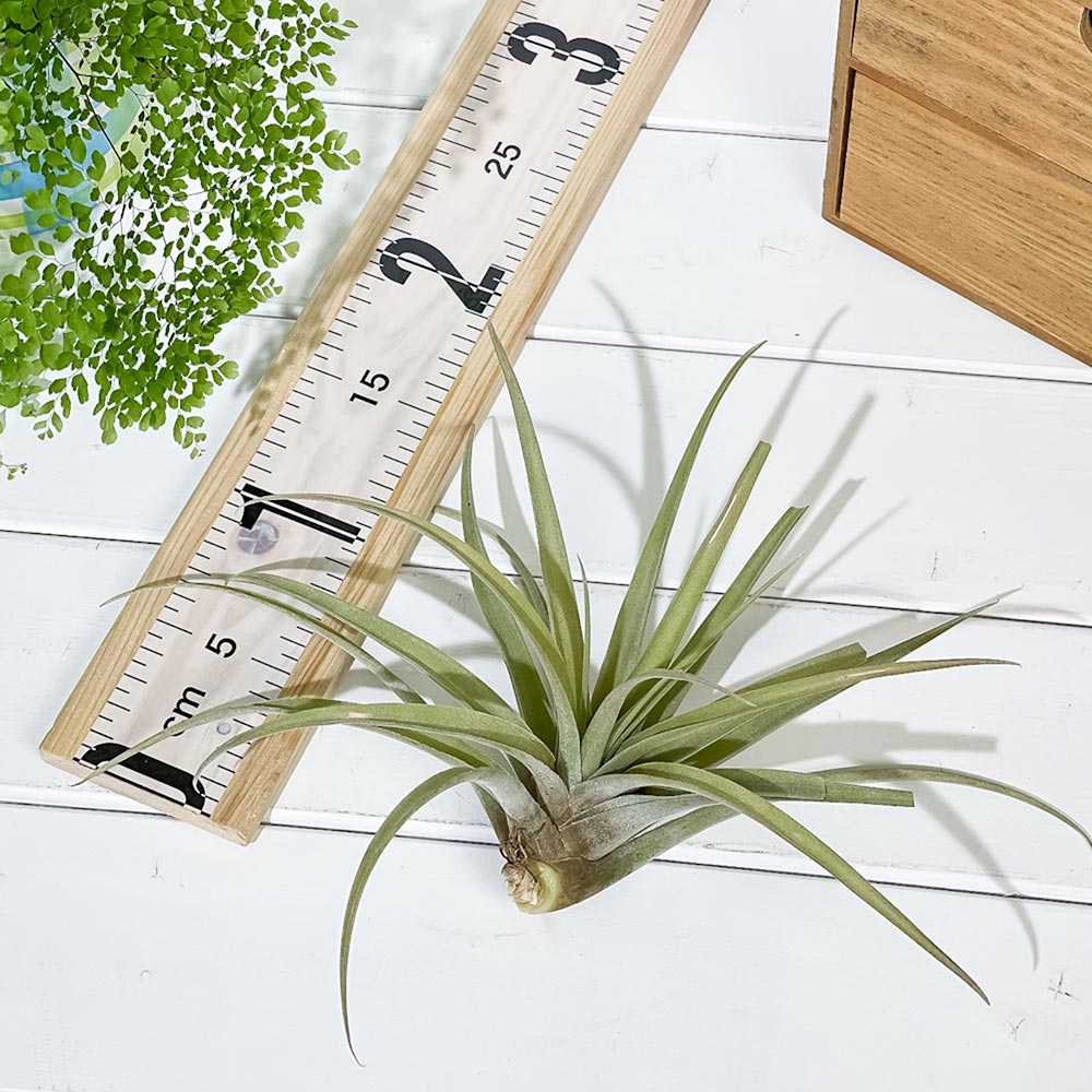PLANCHU エアプランツ ティランジア カピタータ ピーチ Lサイズ 1株 W20×H20cm前後 育て方説明書付き Tillandsia capitata ‘Peach’ エアープランツ チランジア