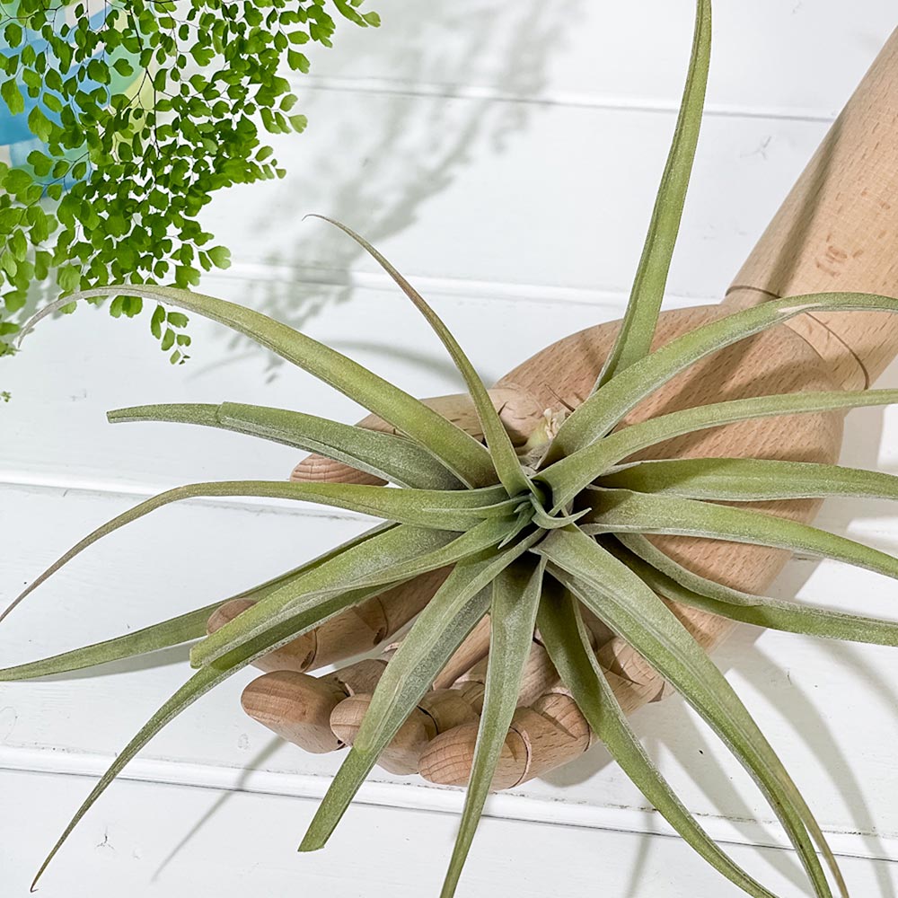 PLANCHU エアプランツ ティランジア カピタータ ピーチ Lサイズ 1株 W20×H20cm前後 育て方説明書付き Tillandsia capitata ‘Peach’ エアープランツ チランジア