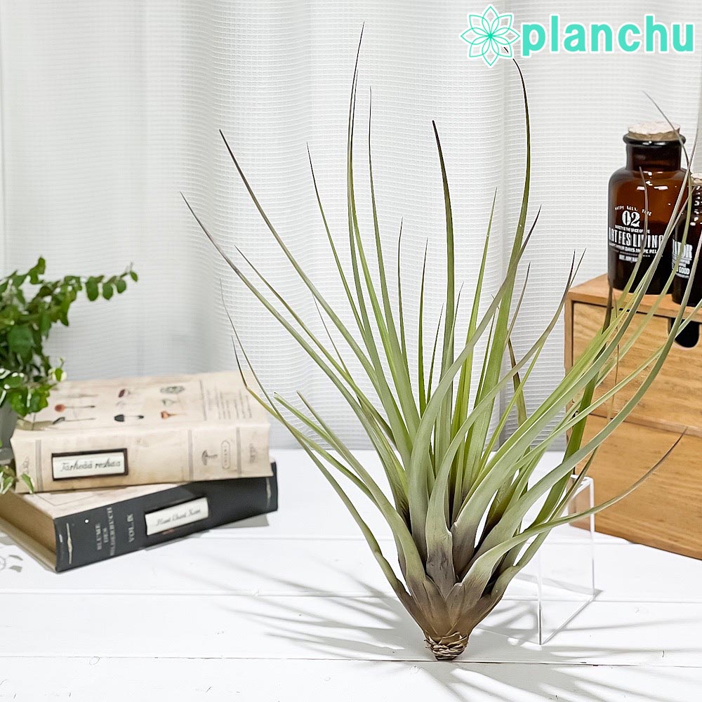 PLANCHU エアプランツ ティランジア ファシクラータ Lサイズ 1株 W25×H35cm前後 育て方説明書付き Tillandsia fasciculata エアープランツ チランジア