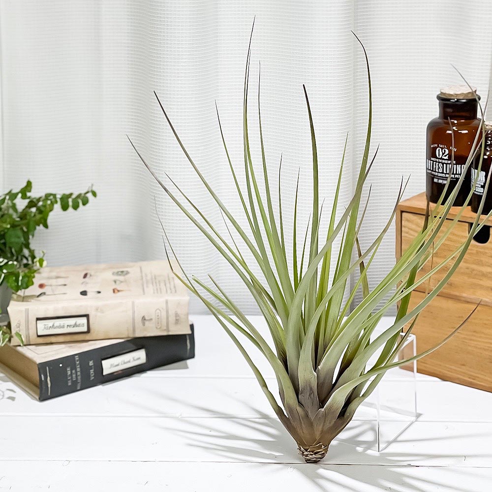 PLANCHU エアプランツ ティランジア ファシクラータ Lサイズ 1株 W25×H35cm前後 育て方説明書付き Tillandsia fasciculata エアープランツ チランジア