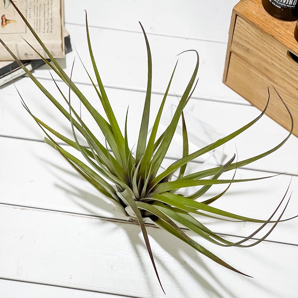 PLANCHU エアプランツ ティランジア ファシクラータ Lサイズ 1株 W25×H35cm前後 育て方説明書付き Tillandsia fasciculata エアープランツ チランジア
