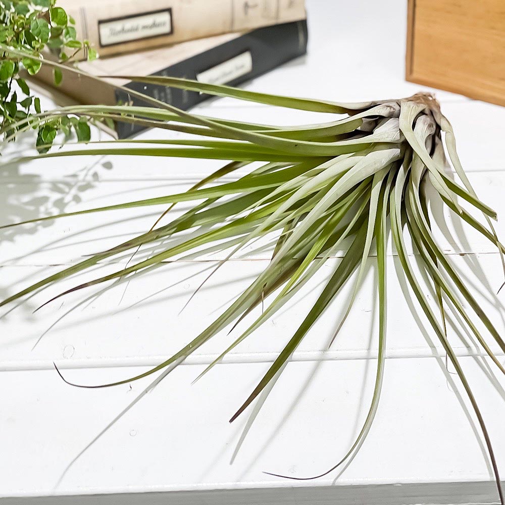 PLANCHU エアプランツ ティランジア ファシクラータ Lサイズ 1株 W25×H35cm前後 育て方説明書付き Tillandsia fasciculata エアープランツ チランジア