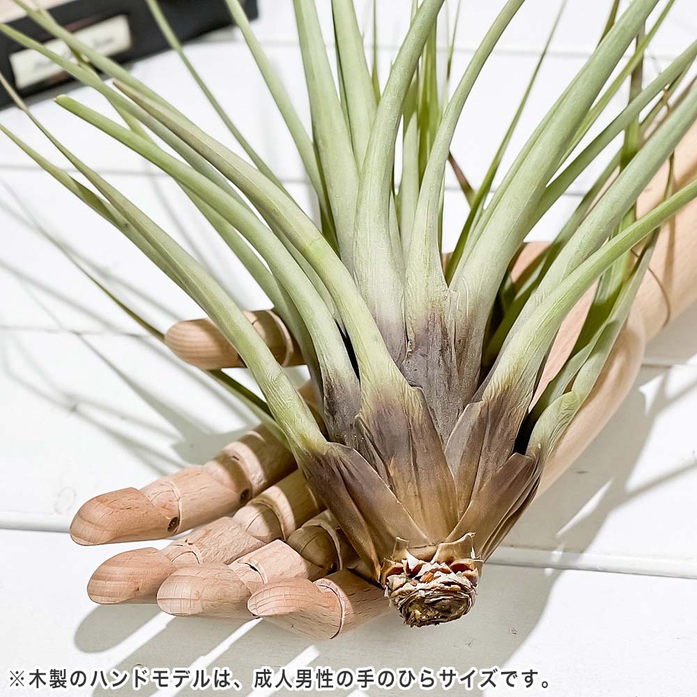 PLANCHU エアプランツ ティランジア ファシクラータ Lサイズ 1株 W25×H35cm前後 育て方説明書付き Tillandsia fasciculata エアープランツ チランジア
