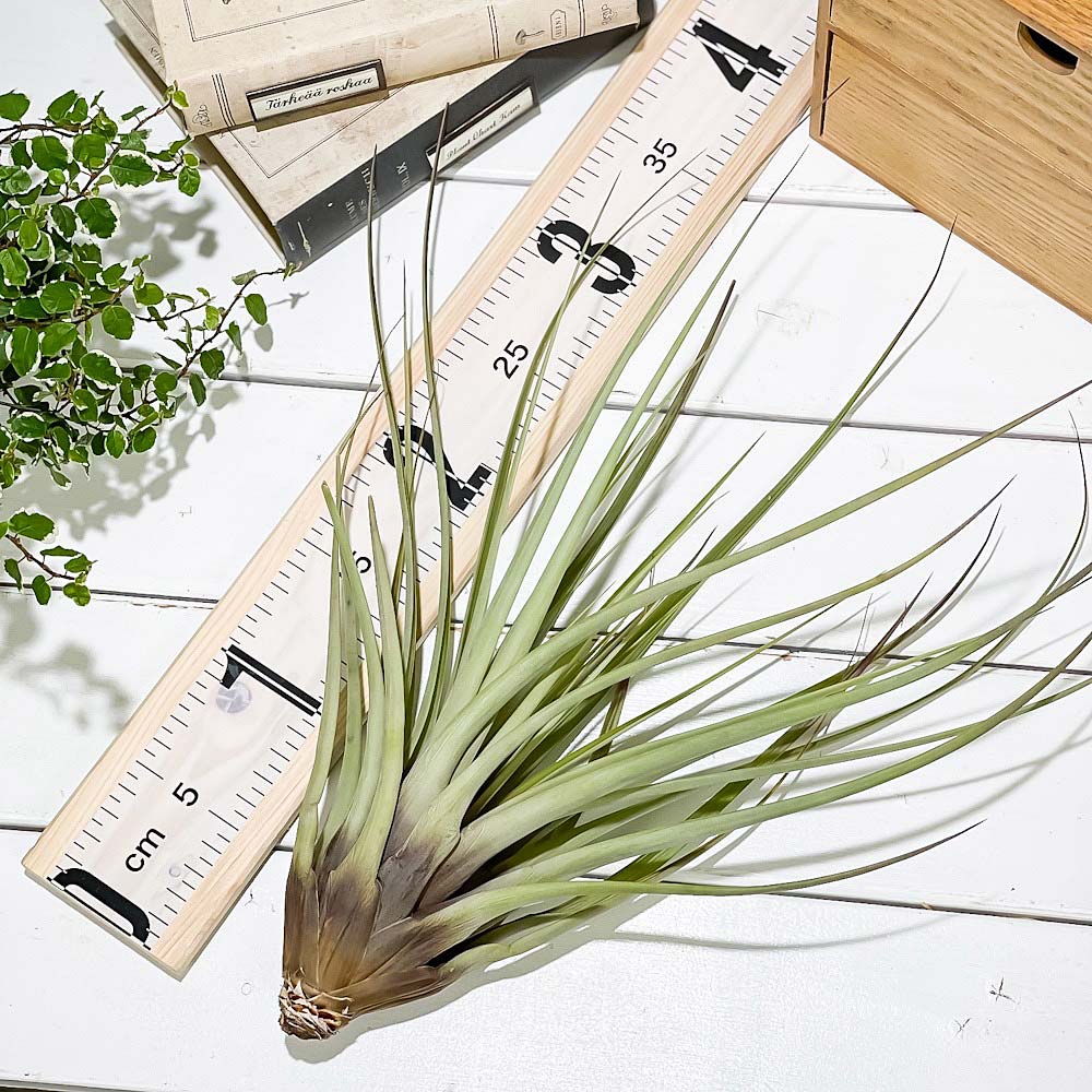 PLANCHU エアプランツ ティランジア ファシクラータ Lサイズ 1株 W25×H35cm前後 育て方説明書付き Tillandsia fasciculata エアープランツ チランジア