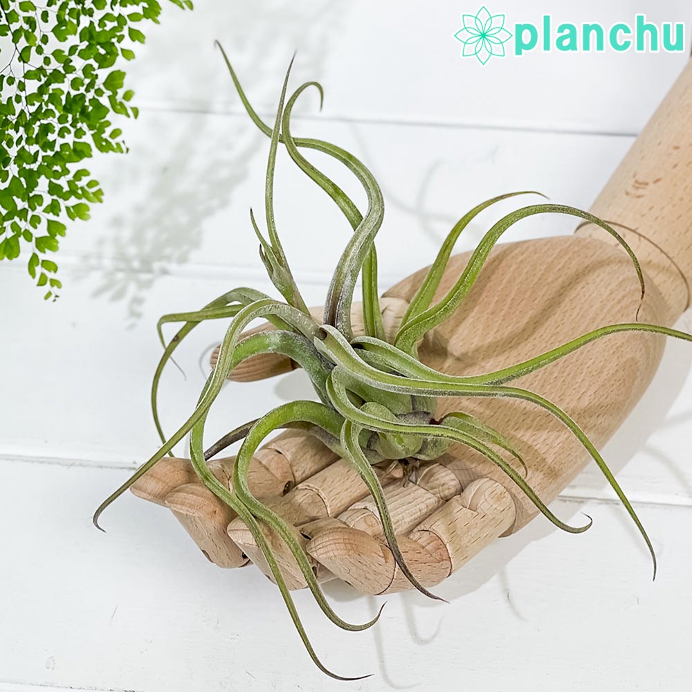 PLANCHU エアプランツ ティランジア カプトメデューサエ Lサイズ 1株 W15×H15cm前後 育て方説明書付き Tillandsia caput-medusae カプトメドゥーサエ エアープランツ チランジア
