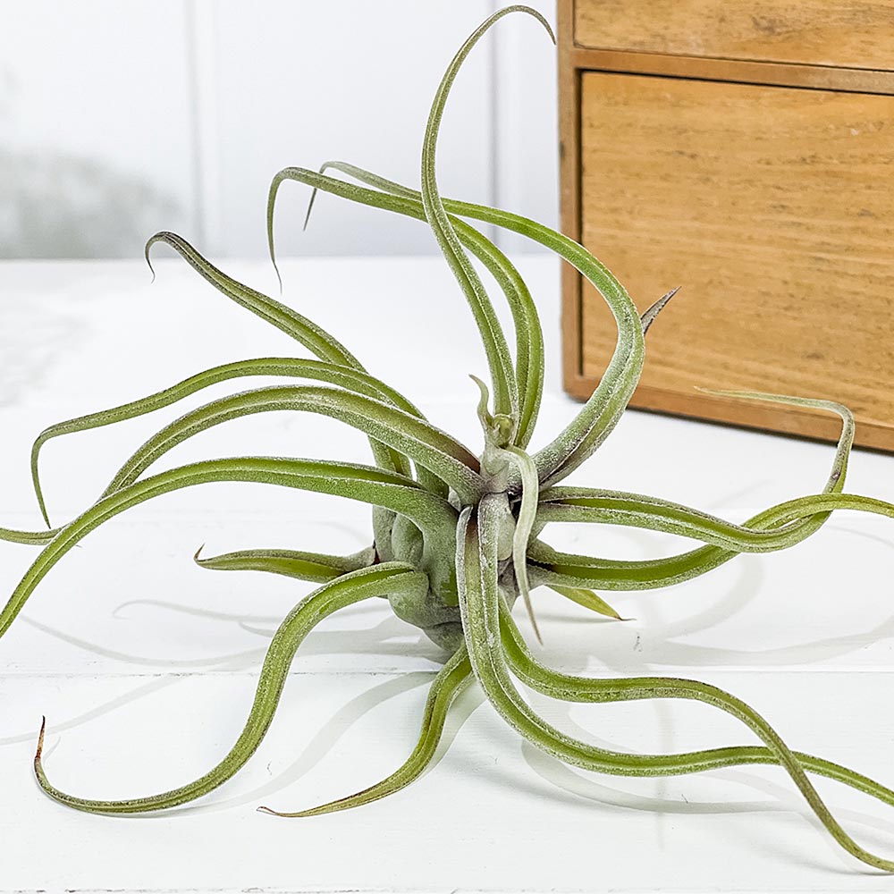 PLANCHU エアプランツ ティランジア カプトメデューサエ Lサイズ 1株 W15×H15cm前後 育て方説明書付き Tillandsia caput-medusae カプトメドゥーサエ エアープランツ チランジア