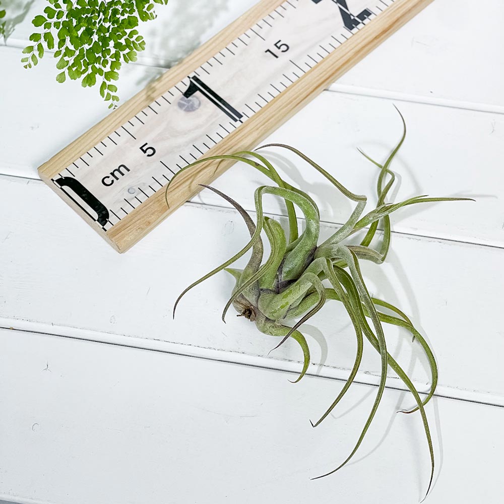 PLANCHU エアプランツ ティランジア カプトメデューサエ Lサイズ 1株 W15×H15cm前後 育て方説明書付き Tillandsia caput-medusae カプトメドゥーサエ エアープランツ チランジア
