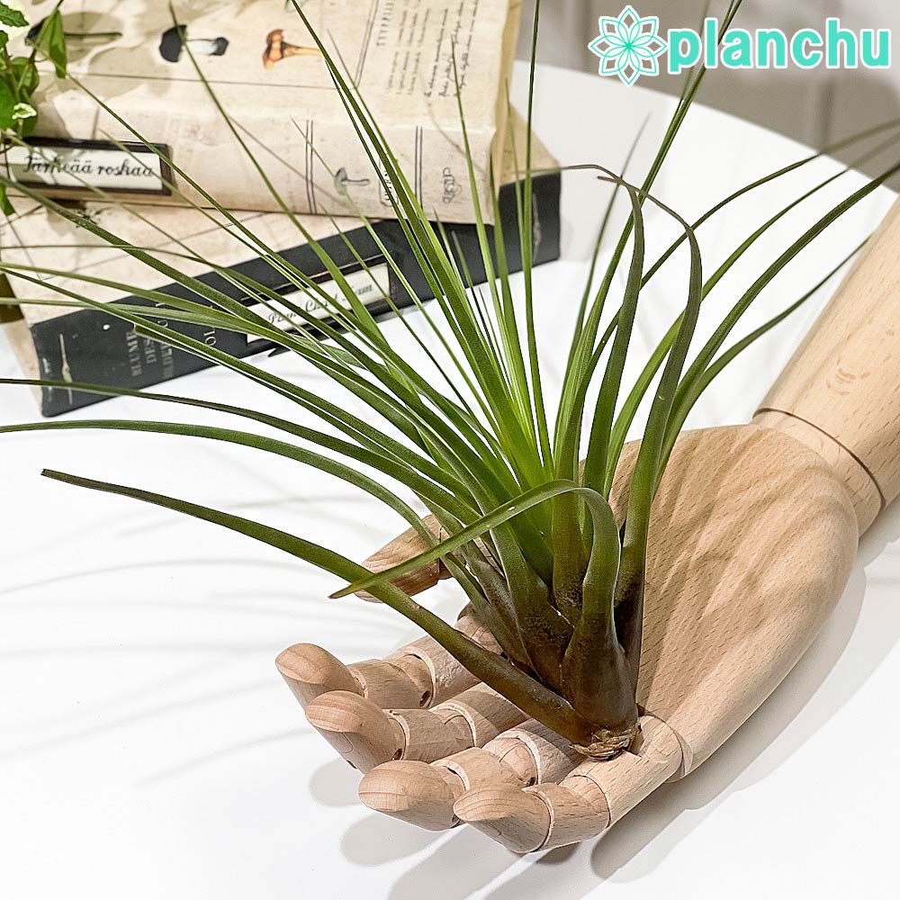 PLANCHU エアプランツ ティランジア トリコロール Lサイズ 1株 W25×H25cm前後 育て方説明書付き Tillandsia tricolor エアープランツ チランジア