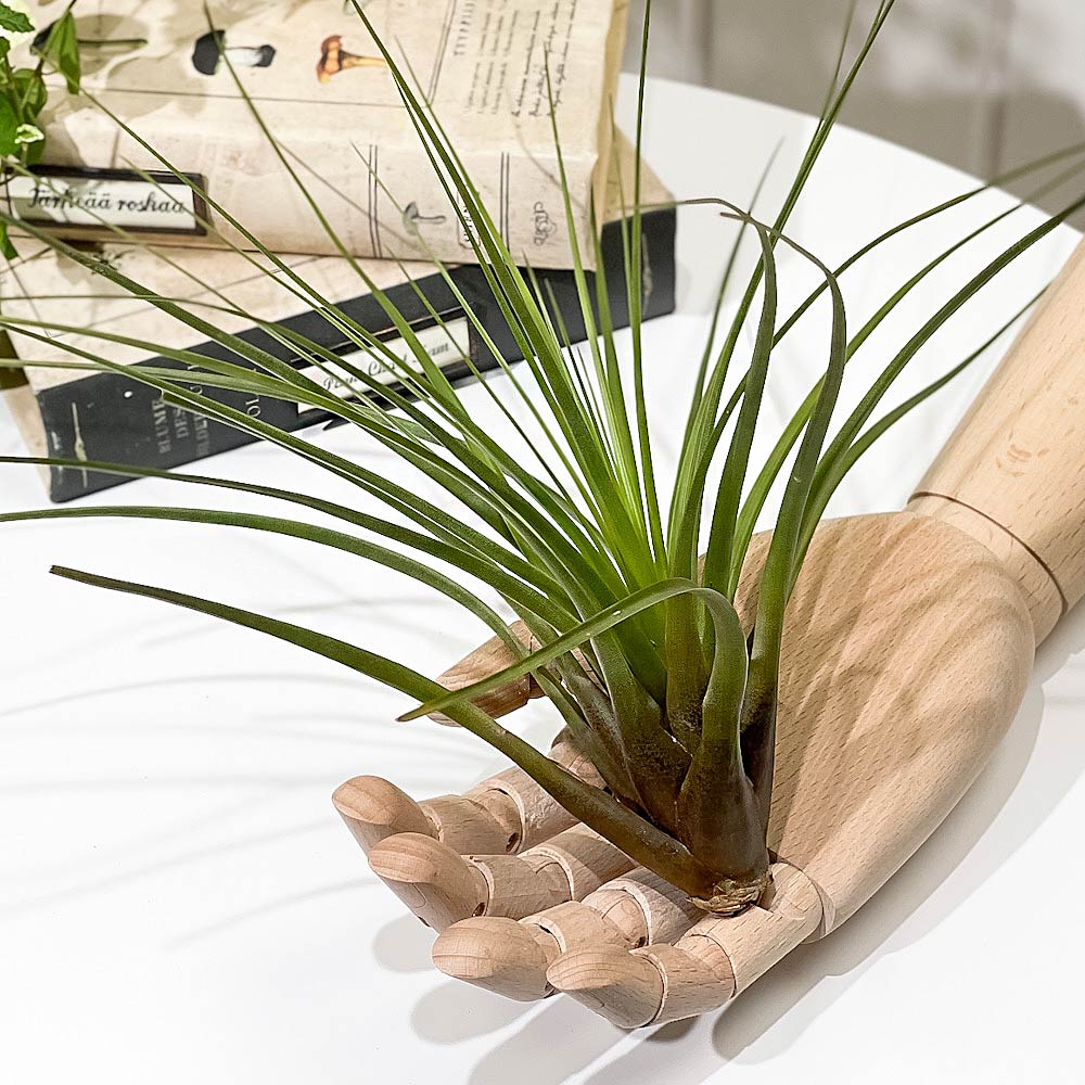 PLANCHU エアプランツ ティランジア トリコロール Lサイズ 1株 W25×H25cm前後 育て方説明書付き Tillandsia tricolor エアープランツ チランジア