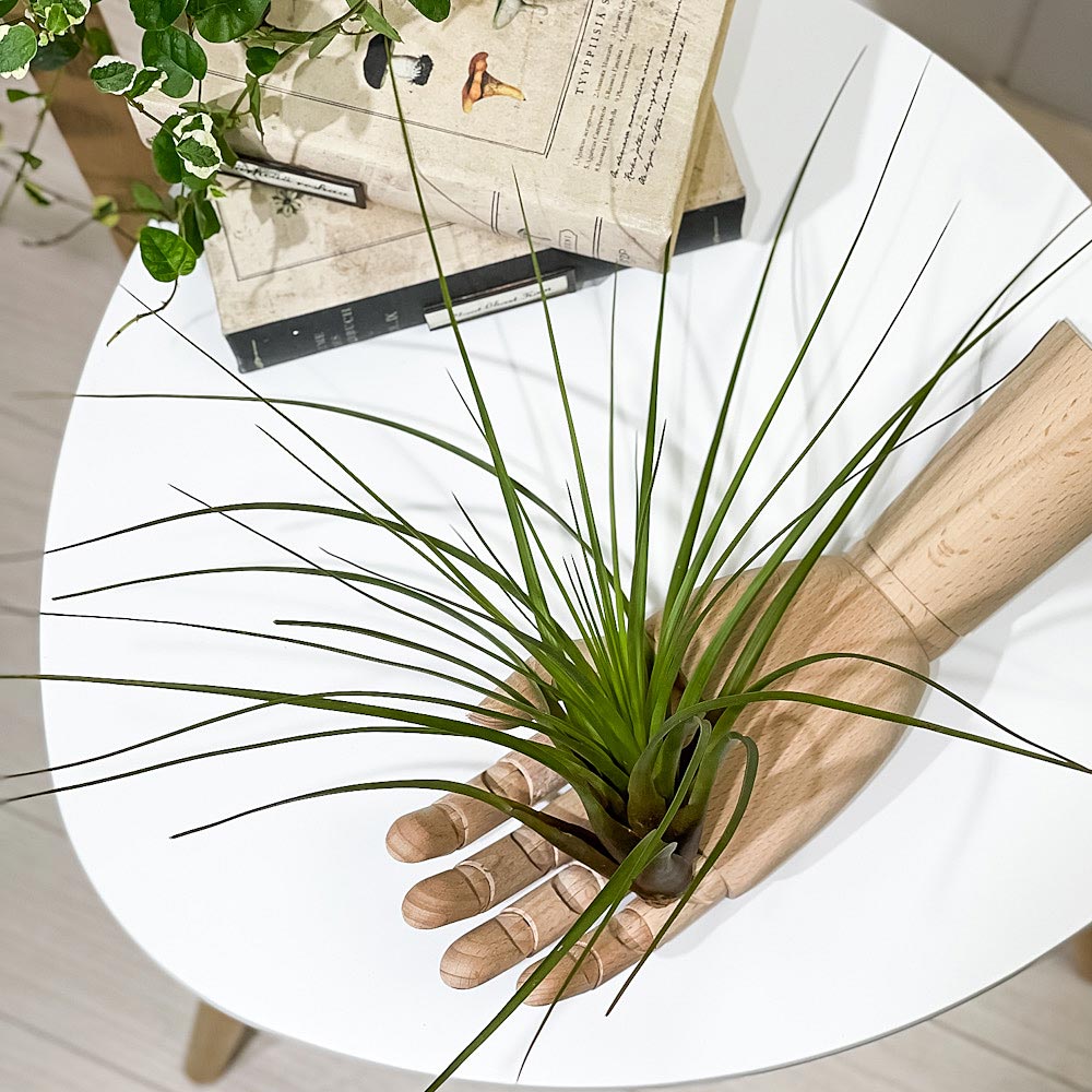PLANCHU エアプランツ ティランジア トリコロール Lサイズ 1株 W25×H25cm前後 育て方説明書付き Tillandsia tricolor エアープランツ チランジア