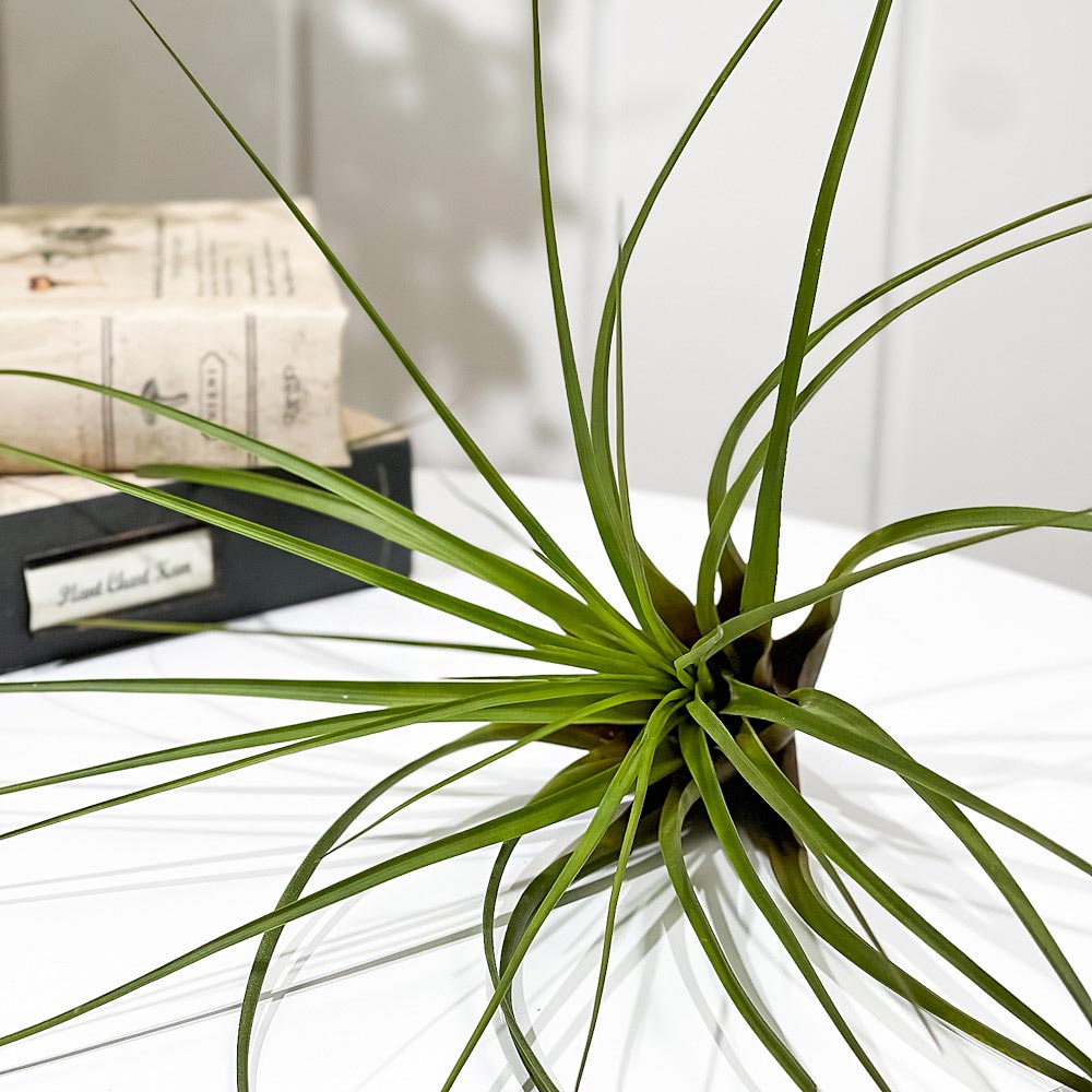 PLANCHU エアプランツ ティランジア トリコロール Lサイズ 1株 W25×H25cm前後 育て方説明書付き Tillandsia tricolor エアープランツ チランジア