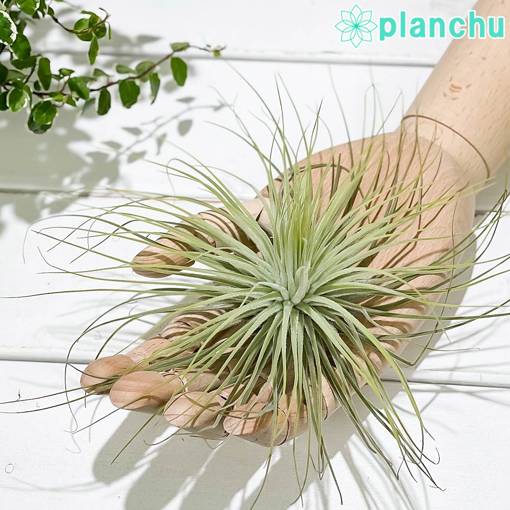 PLANCHU エアプランツ ティランジア マグヌシアナ Lサイズ 1株 W20×H10cm前後 育て方説明書付き Tillandsia magnusiana マグヌシアーナ エアープランツ チランジア