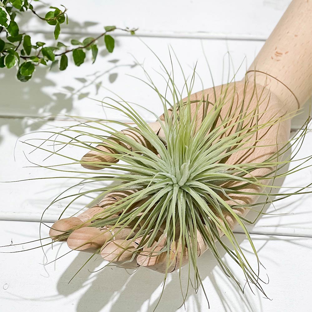 PLANCHU エアプランツ ティランジア マグヌシアナ Lサイズ 1株 W20×H10cm前後 育て方説明書付き Tillandsia magnusiana マグヌシアーナ エアープランツ チランジア
