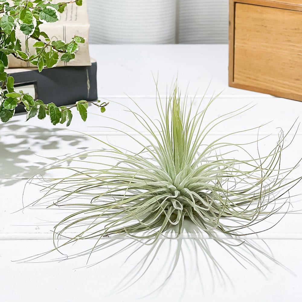 PLANCHU エアプランツ ティランジア マグヌシアナ Lサイズ 1株 W20×H10cm前後 育て方説明書付き Tillandsia magnusiana マグヌシアーナ エアープランツ チランジア