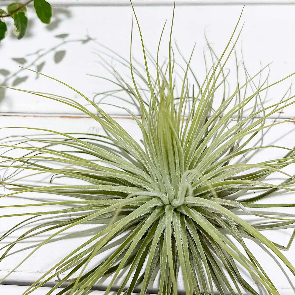 PLANCHU エアプランツ ティランジア マグヌシアナ Lサイズ 1株 W20×H10cm前後 育て方説明書付き Tillandsia magnusiana マグヌシアーナ エアープランツ チランジア