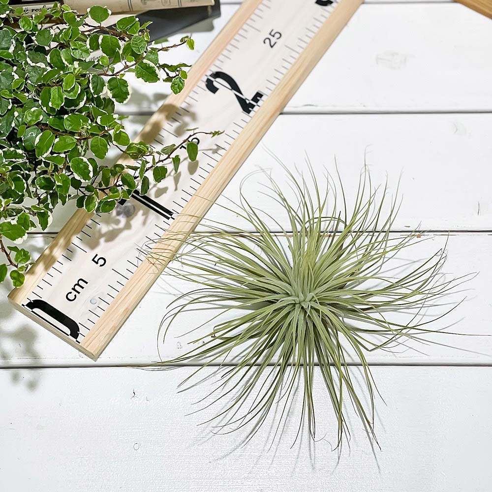 PLANCHU エアプランツ ティランジア マグヌシアナ Lサイズ 1株 W20×H10cm前後 育て方説明書付き Tillandsia magnusiana マグヌシアーナ エアープランツ チランジア