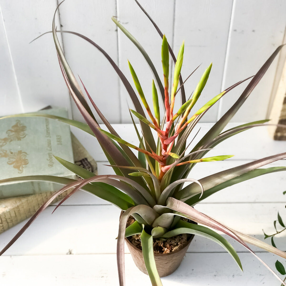 PLANCHU 観葉植物 ティランジア セントレア スカイリーフ 4号鉢 育て方説明書付き Tillandsia ‘Centrair sky-leaf’ エアプランツ エアープランツ