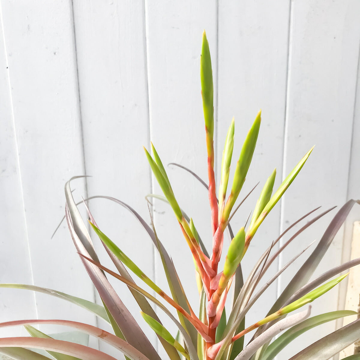 PLANCHU 観葉植物 ティランジア セントレア スカイリーフ 4号鉢 育て方説明書付き Tillandsia ‘Centrair sky-leaf’ エアプランツ エアープランツ