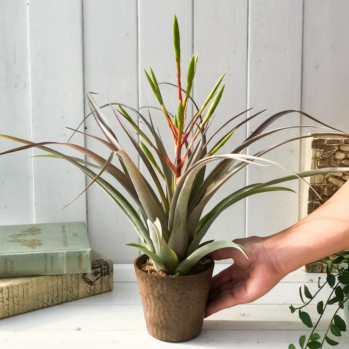 PLANCHU 観葉植物 ティランジア セントレア スカイリーフ 4号鉢 育て方説明書付き Tillandsia ‘Centrair sky-leaf’ エアプランツ エアープランツ