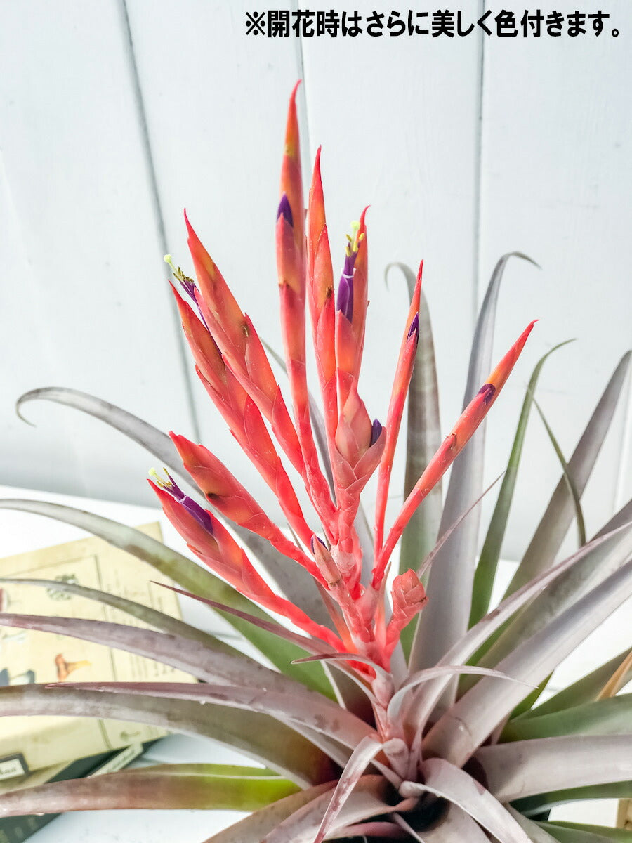PLANCHU 観葉植物 ティランジア セントレア スカイリーフ 4号鉢 育て方説明書付き Tillandsia ‘Centrair sky-leaf’ エアプランツ エアープランツ