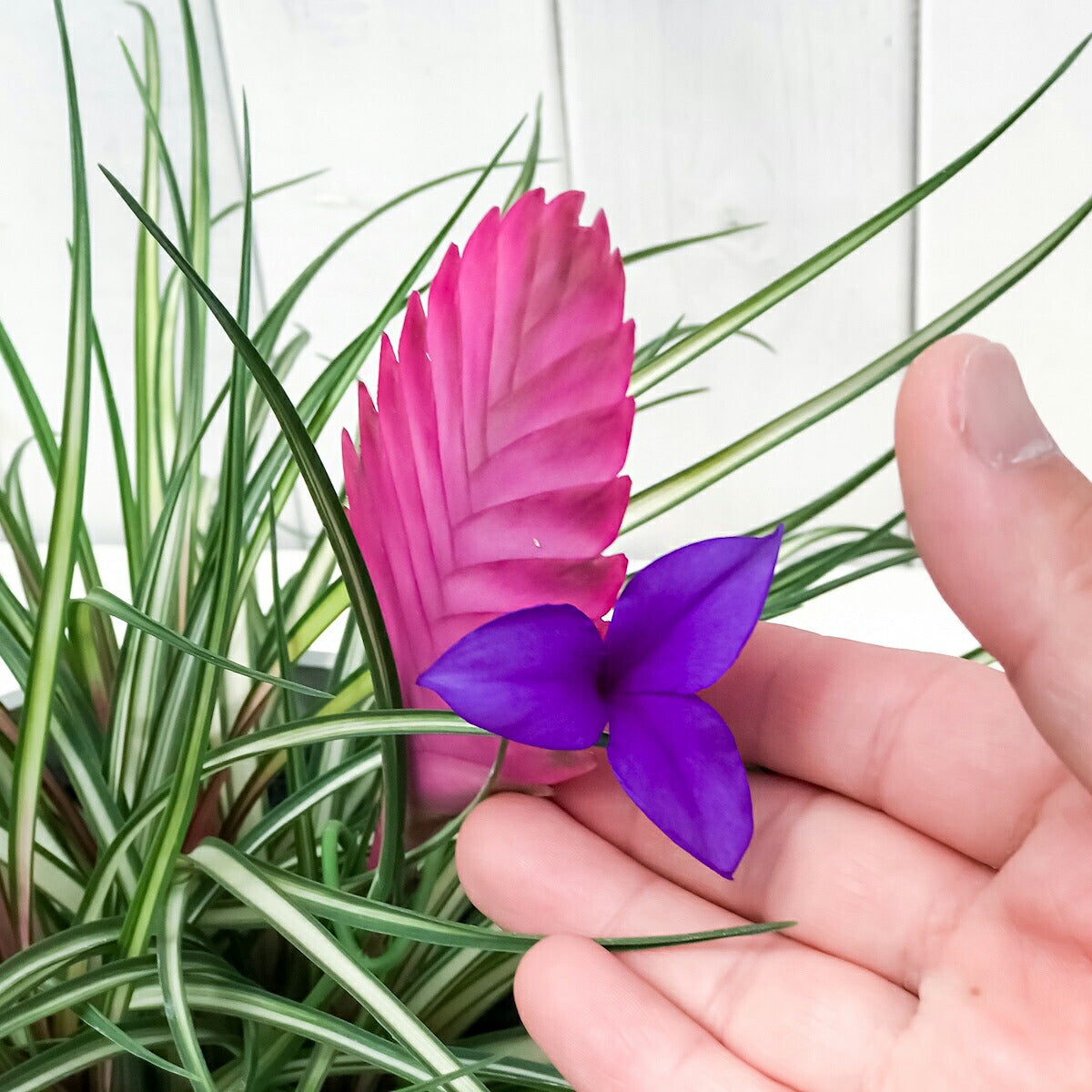 PLANCHU 観葉植物 ワリシア キアネア 斑入り クランプ 6号樹脂鉢 受け皿付き 育て方説明書付き Wallisia cyanea ‘Variegata’ ブロメリア ティランジア