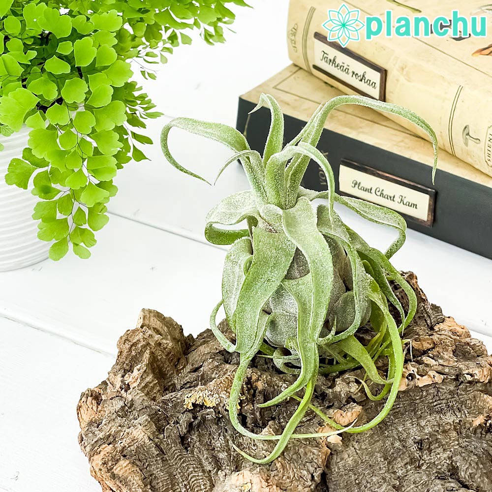 PLANCHU エアプランツ ティランジア ストレプトフィラ 1株 W8×H10cm前後 育て方説明書付き Tillandsia streptophylla エアープランツ チランジア