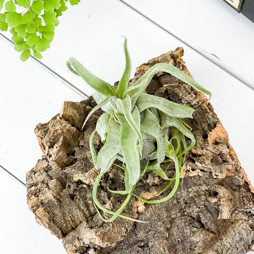 PLANCHU エアプランツ ティランジア ストレプトフィラ 1株 W8×H10cm前後 育て方説明書付き Tillandsia streptophylla エアープランツ チランジア