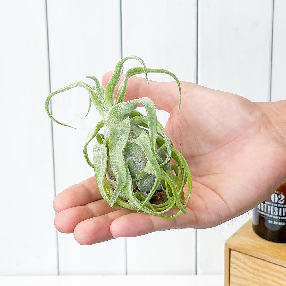 PLANCHU エアプランツ ティランジア ストレプトフィラ 1株 W8×H10cm前後 育て方説明書付き Tillandsia streptophylla エアープランツ チランジア