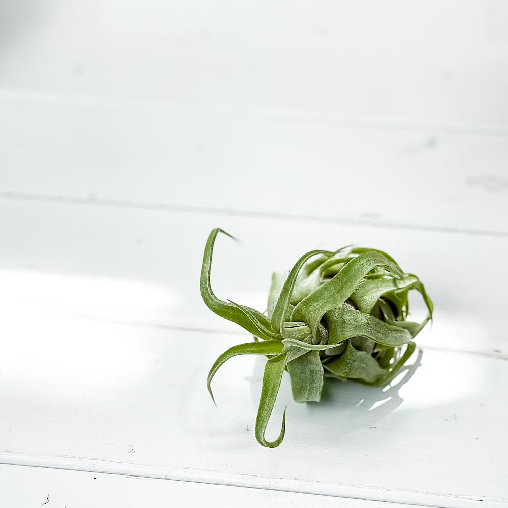 PLANCHU エアプランツ ティランジア ストレプトフィラ 1株 W8×H10cm前後 育て方説明書付き Tillandsia streptophylla エアープランツ チランジア