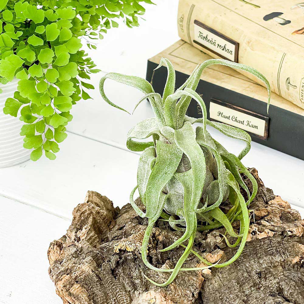 PLANCHU エアプランツ ティランジア ストレプトフィラ 1株 W8×H10cm前後 育て方説明書付き Tillandsia streptophylla エアープランツ チランジア