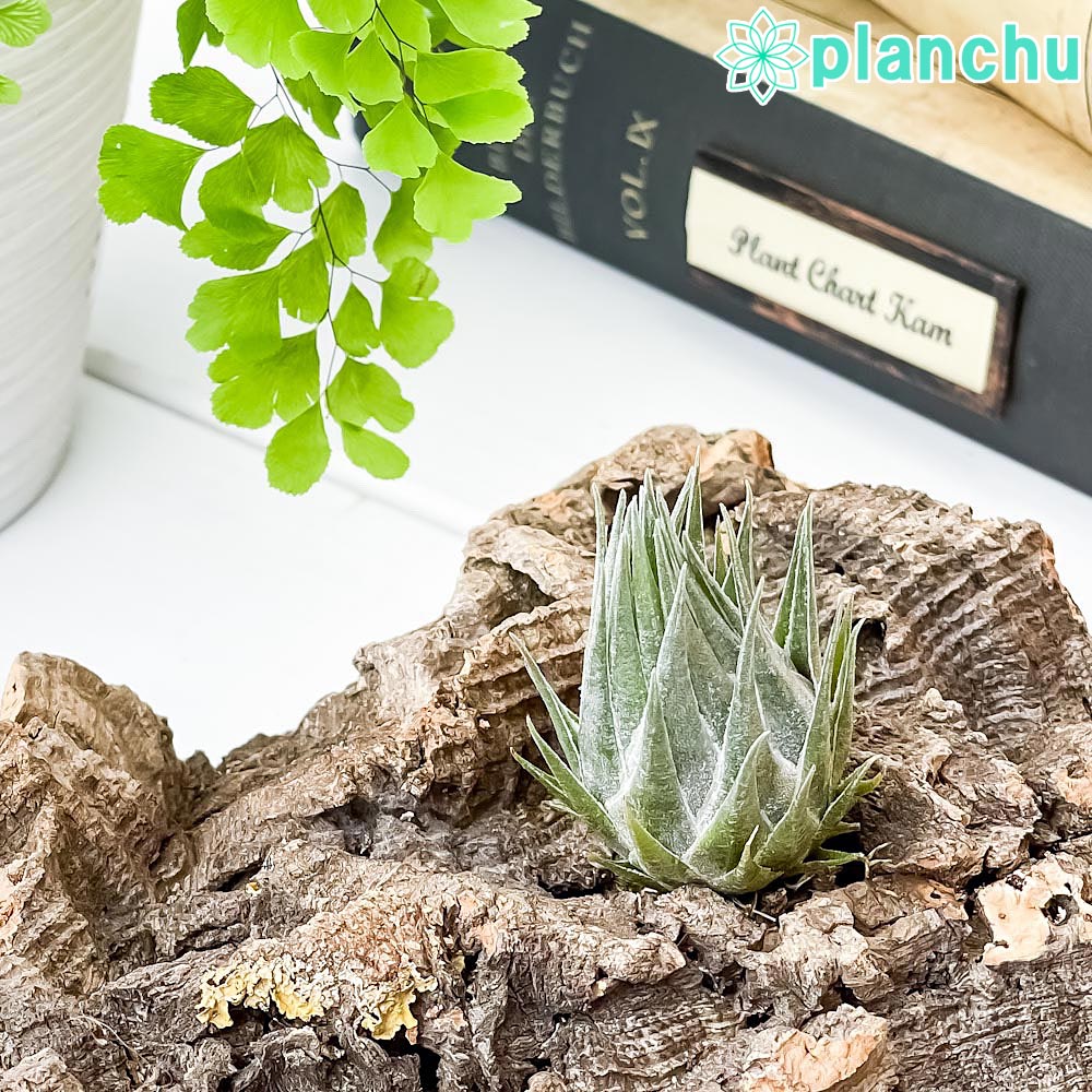 PLANCHU エアプランツ ティランジア カウツキー 1株 W3×H4.5cm前後 育て方説明書付き Tillandsia kautskyi エアープランツ チランジア