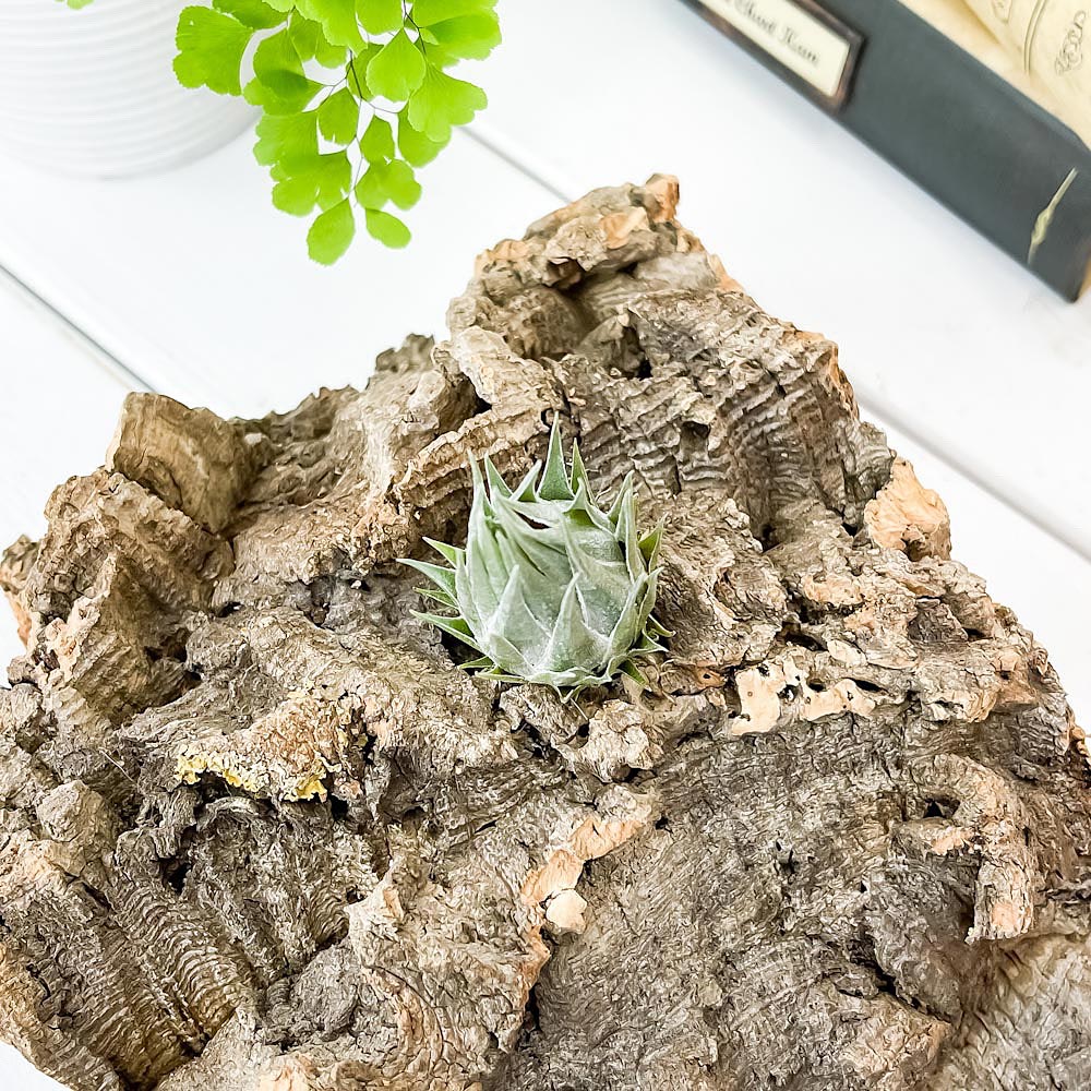 PLANCHU エアプランツ ティランジア カウツキー 1株 W3×H4.5cm前後 育て方説明書付き Tillandsia kautskyi エアープランツ チランジア