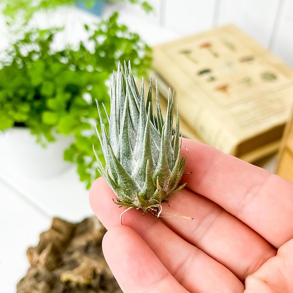 PLANCHU エアプランツ ティランジア カウツキー 1株 W3×H4.5cm前後 育て方説明書付き Tillandsia kautskyi エアープランツ チランジア
