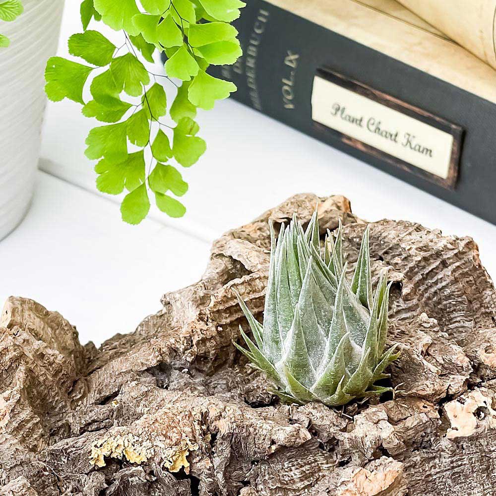 PLANCHU エアプランツ ティランジア カウツキー 1株 W3×H4.5cm前後 育て方説明書付き Tillandsia kautskyi エアープランツ チランジア