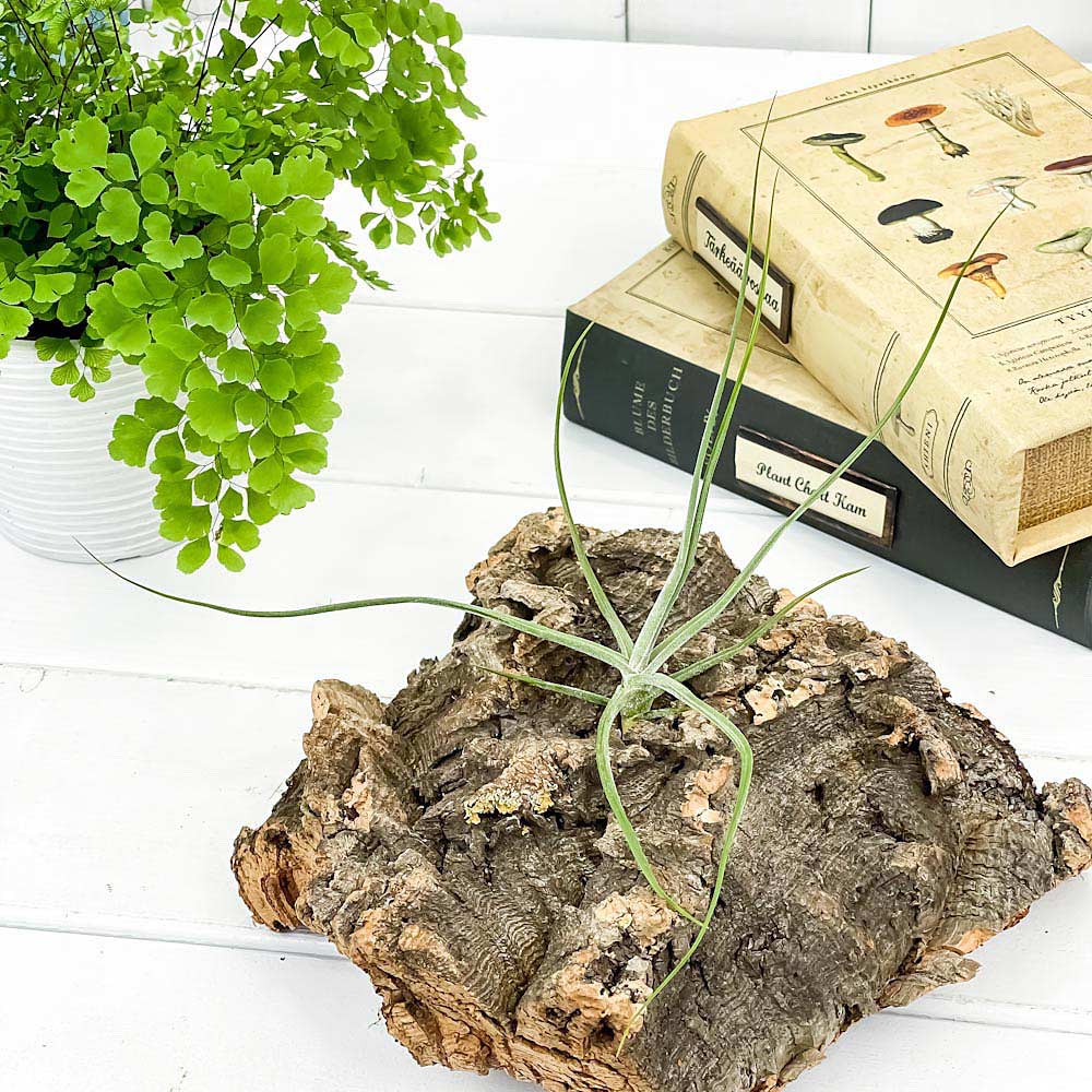 PLANCHU エアプランツ ティランジア シーディアナ Sサイズ 1株 W14×H14cm前後 育て方説明書付き Tillandsia schiedeana スキディアーナ エアープランツ チランジア