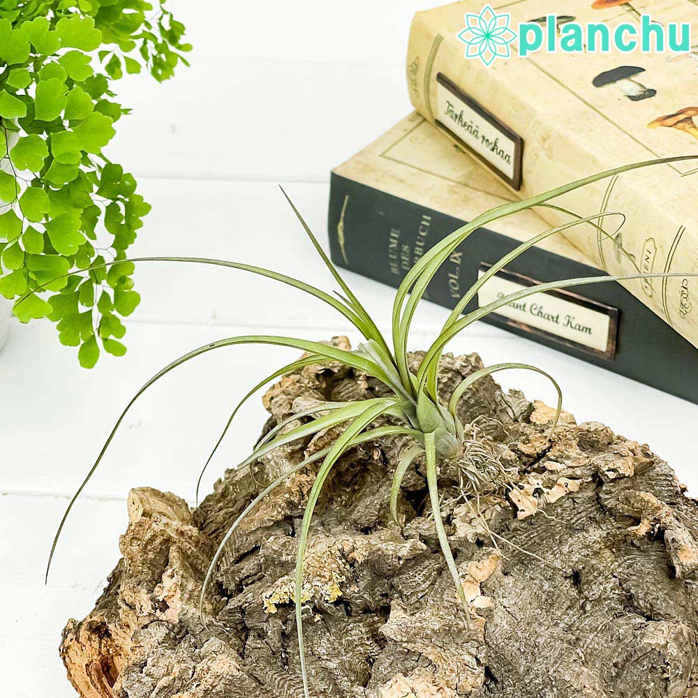 PLANCHU メール便発送 エアプランツ ティランジア バルビシアーナ Sサイズ 1株 W15×H10cm前後 育て方説明書付き Tillandsia balbisiana エアープランツ チランジア