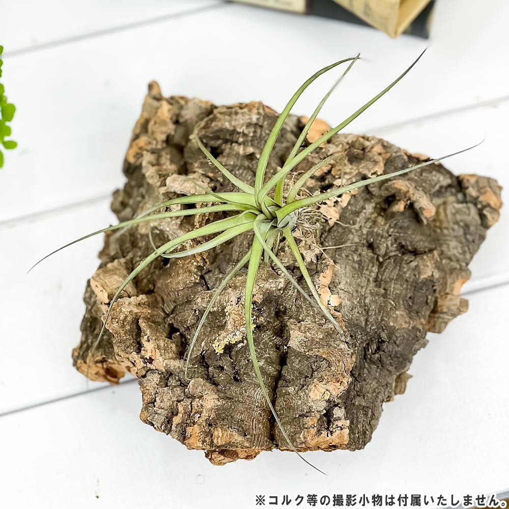 PLANCHU メール便発送 エアプランツ ティランジア バルビシアーナ Sサイズ 1株 W15×H10cm前後 育て方説明書付き Tillandsia balbisiana エアープランツ チランジア