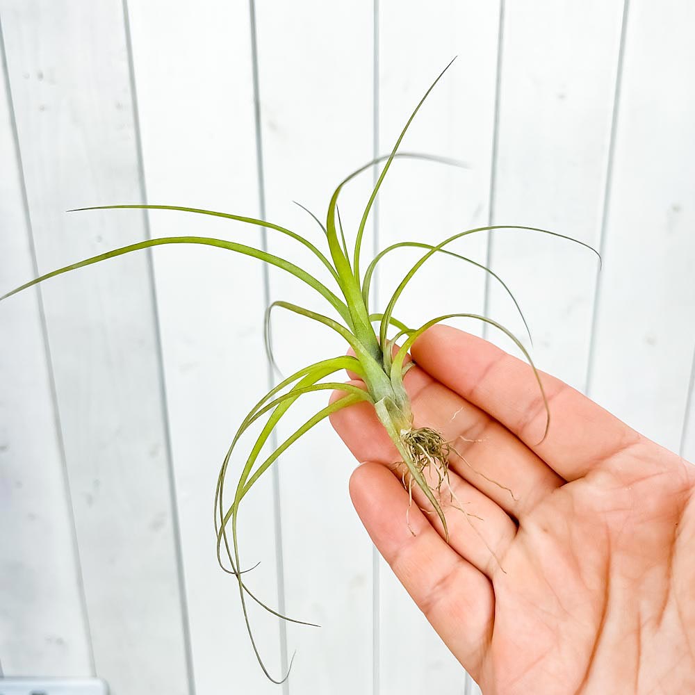 PLANCHU メール便発送 エアプランツ ティランジア バルビシアーナ Sサイズ 1株 W15×H10cm前後 育て方説明書付き Tillandsia balbisiana エアープランツ チランジア