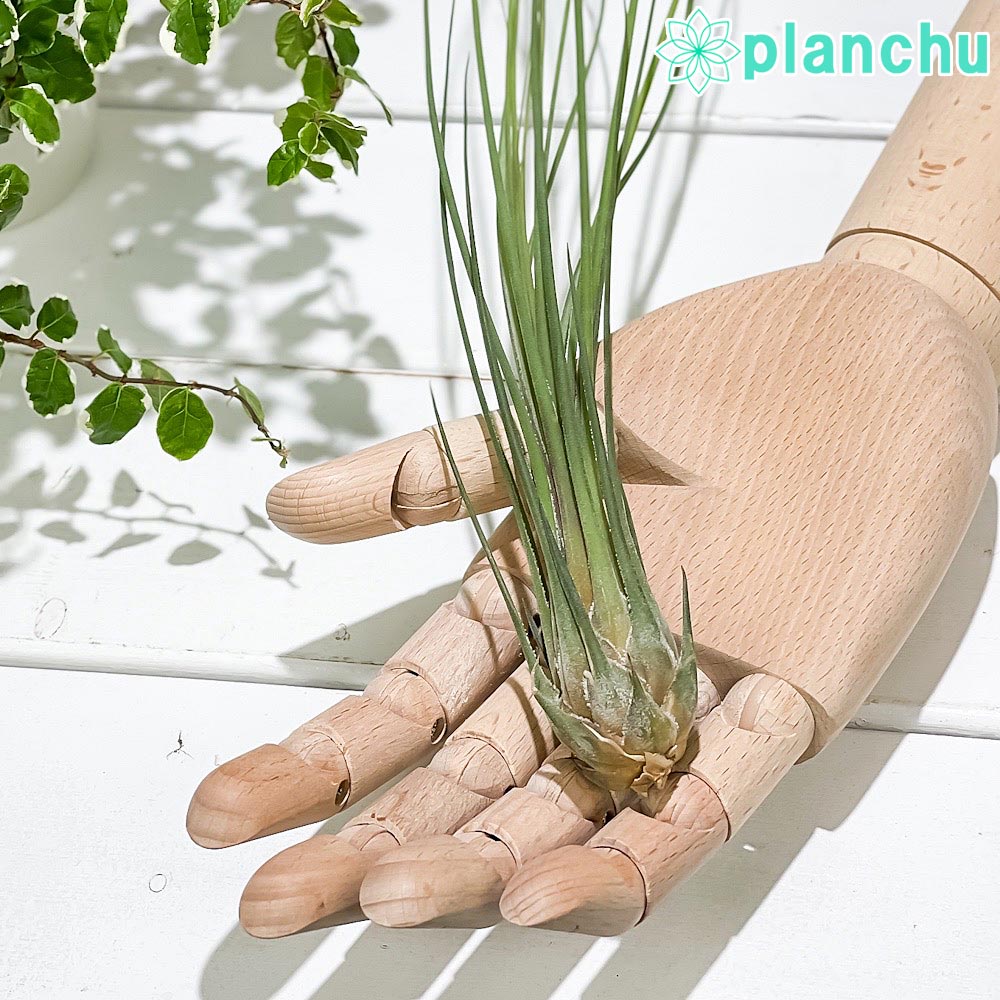 PLANCHU エアプランツ ティランジア ディスティカ 1株 W5×H35cm前後 育て方説明書付き Tillandsia disticha エアープランツ チランジア