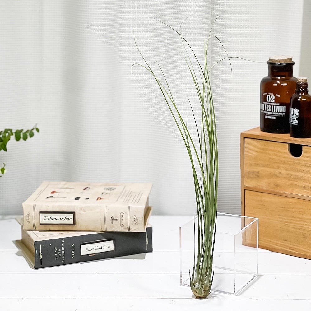 PLANCHU エアプランツ ティランジア ディスティカ 1株 W5×H35cm前後 育て方説明書付き Tillandsia disticha エアープランツ チランジア