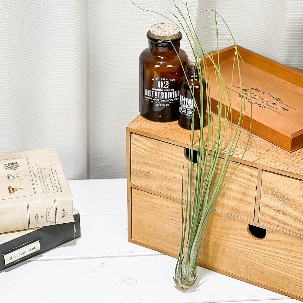 PLANCHU エアプランツ ティランジア ディスティカ 1株 W5×H35cm前後 育て方説明書付き Tillandsia disticha エアープランツ チランジア