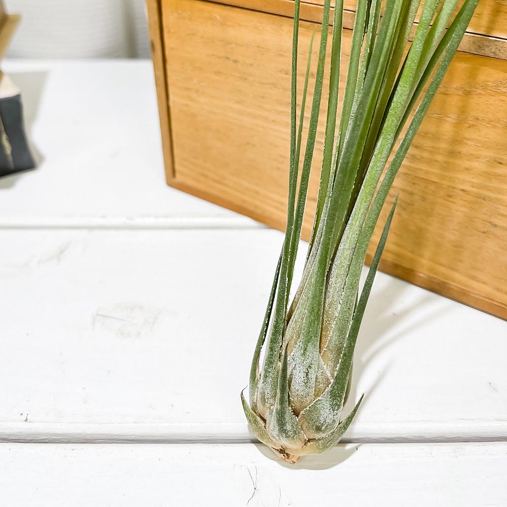PLANCHU エアプランツ ティランジア ディスティカ 1株 W5×H35cm前後 育て方説明書付き Tillandsia disticha エアープランツ チランジア