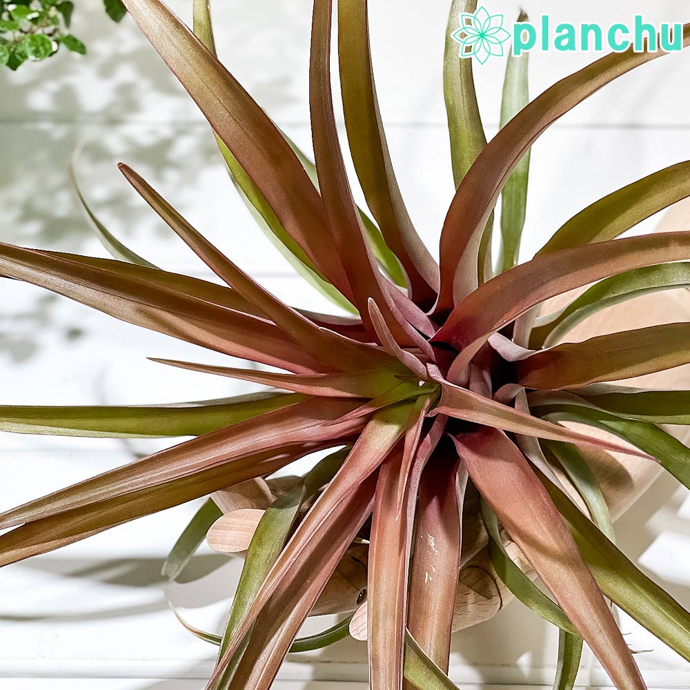 PLANCHU エアプランツ ティランジア カピタータ レッド 1株 W25×H20cm前後 育て方説明書付き Tillandsia capitata ‘Red’ エアープランツ チランジア