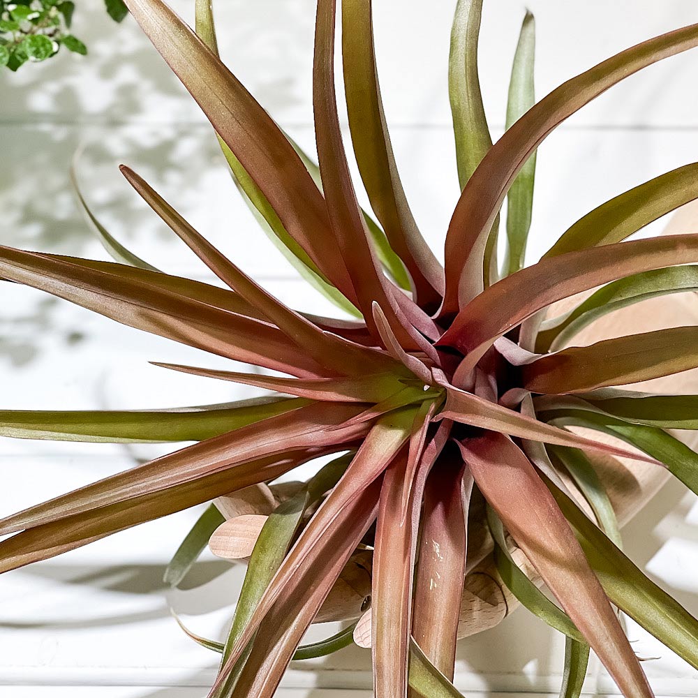 PLANCHU エアプランツ ティランジア カピタータ レッド 1株 W25×H20cm前後 育て方説明書付き Tillandsia capitata ‘Red’ エアープランツ チランジア